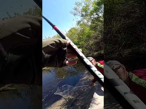Рижий САЗАН Давить вудку з Дамби #shorts #рибалка #сазан