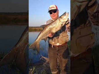 #fishing #рыбалка #жерех