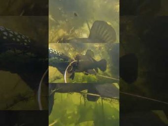 Линь уже на лине