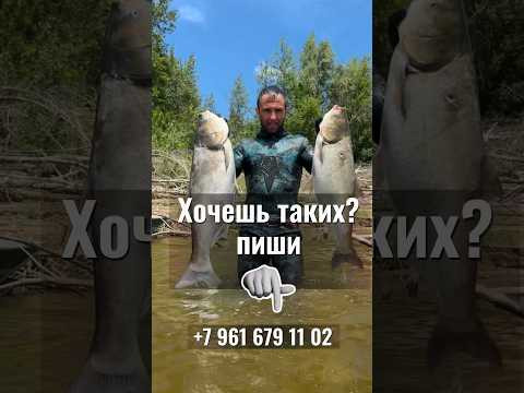 Хочешь добывать таких? ПИШИ!Комплексный подход к обучению подводной охоте! +7 961 679 11 02