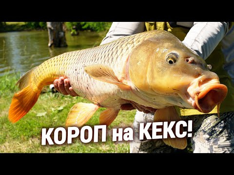 КОРОП ПРЯМО ПІД БЕРЕГОМ!!! Ловля на КЕКС! КОРОП ПРЯМО ПІД БЕРЕГОМ!!! Ловля на КЕКС!