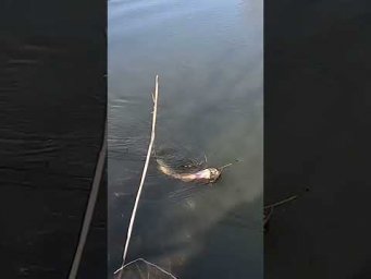 ПЕРВАЯ ПОСЛЕ НЕРЕСТА!!! Щука сезона 2026 на реке на СПИННИНГ! #fishing #рыбалка #щука