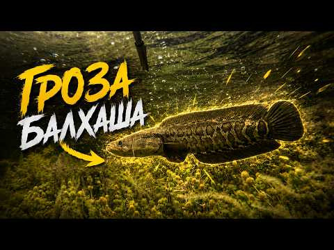 Река Или в августе. Прозрак 8 метров и любопытные змееголовы!