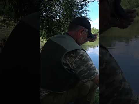 Рибалка на золотого карася на поплавочну вудку з берега. Рибалка на золотого карася на поплавочну вудку з берега.