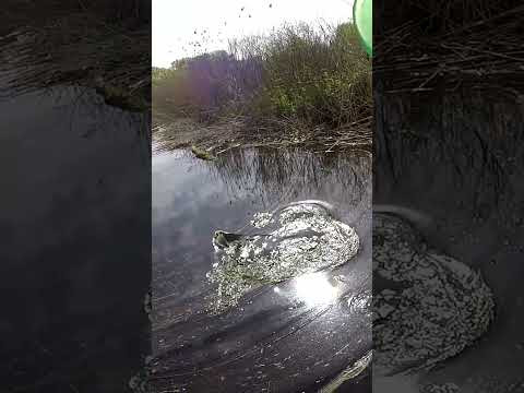 Тягну САЗАНА З ПЛИТИ #shorts #рибалка #сазан Тягну САЗАНА З ПЛИТИ #shorts #рибалка #сазан