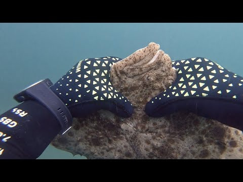 Калкан / Подводная охота
