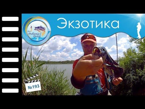 Микроджиг и червяк #193 Микроджиг и червяк #193