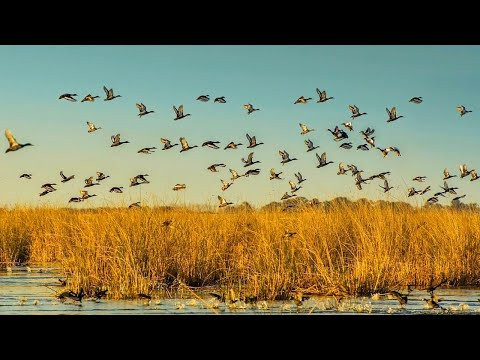 ЧЕРЕЗ КАМЫШОВЫЕ ЗАРОСЛИ, ГДЕ СОТНИ УТОК. ОХОТА НА УТКУ В ПЕРВЫЙ РАЗ. Затерянный мир дельты Волги. ЧЕРЕЗ КАМЫШОВЫЕ ЗАРОСЛИ, ГДЕ СОТНИ УТОК. ОХОТА НА УТКУ В ПЕРВЫЙ РАЗ. Затерянный мир дельты Волги.