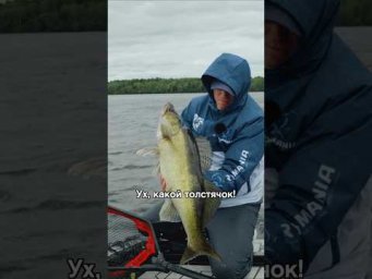 Гекослаг в работе! #hotspotzander