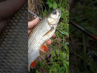 Головень на хруща #fishing #спінінг #serginio#головень