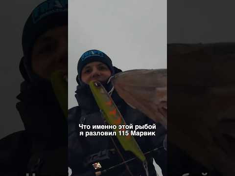 Первое опускание в лунку приманки и сразу результат! Это EverGreen Marvie Первое опускание в лунку приманки и сразу результат! Это EverGreen Marvie