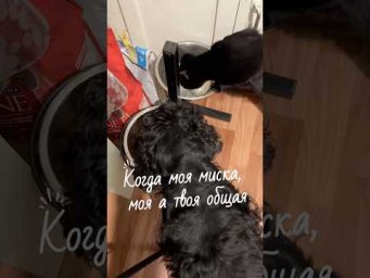 Когда моя миска, моя а твоя общая! #Кошка  #собака  #каккошкасобакой