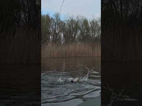 Карась на боковой кивок Карась на боковой кивок