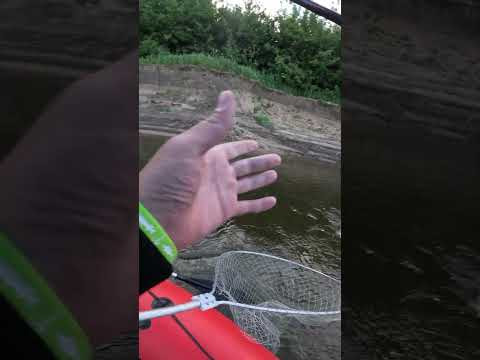 ВАУ! ЩУКА КЛЮНУЛА НА КАРАСЯ!!! ОКСКАЯ РЫБАЛКА на ВОБЛЕР!!! #fishing #рыбалка #fish #рыба ВАУ! ЩУКА КЛЮНУЛА НА КАРАСЯ!!! ОКСКАЯ РЫБАЛКА на ВОБЛЕР!!! #fishing #рыбалка #fish #рыба