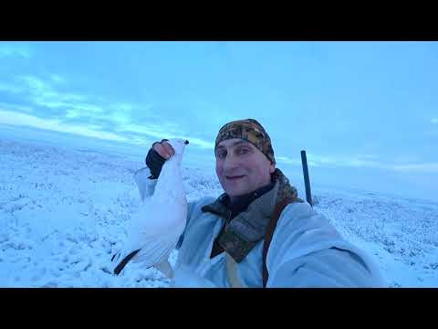 Охота с легавой на белую куропатку. Охота в Ненецкой тундре.