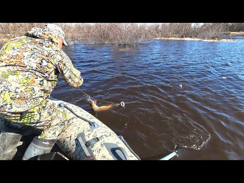 РЫБЫ ПОПАЛО, ЧТО ЕЛЕ УНЕСЛИ. ПРОВЕРКА СЕТЕЙ НА ВЕСЕННЕМ РАЗЛИВЕ РЕК.