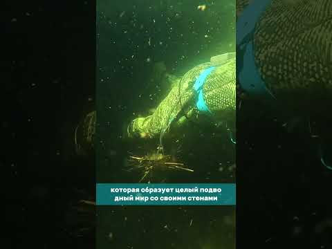 Что такое "купак"?