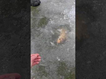 САЗАН з лунки #shorts #рибалка #сазан