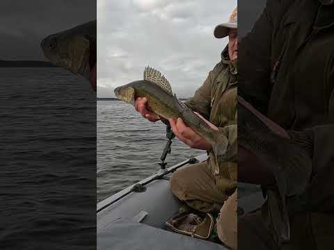 Себестоимость СУДАКА на спиннинг #fishing