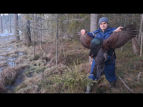 За глухарем в ночь. Получил травму на охоте.