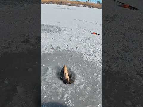 Зимові рижі коропи на кивок #рибалка #shorts #сазан