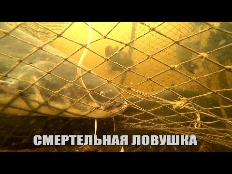 Подводная Охота в Астрахани " СМЕРТЕЛЬНАЯ ЛОВУШКА ". Много рыбы. Трофейный Сом, Сазан, Щука, Карась.