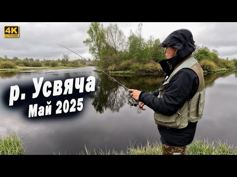 Река Усвяча Псковская область Рыбалка на спиннинг с берега в мае 2025 Река Усвяча Псковская область Рыбалка на спиннинг с берега в мае 2025