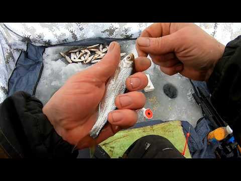 Хотели ЕЛЬЦА, а ПОПАЛИ НА УКЛЕЙКУ!  г.Юрга "Аквариум" и с.Соломатово!
