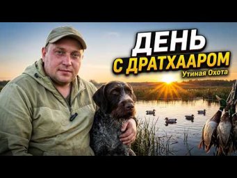 Дратхаар на утиной охоте: натаска, поведение и реальные трофеи!