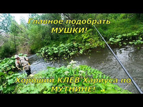 Ловля ХАРИУСА/Рыбалка после Дождей-КЛЕВ!/Хорошо,были эти МУШКИ с СОБОЙ!Медведь ходит по нашей ТРОПЕ.