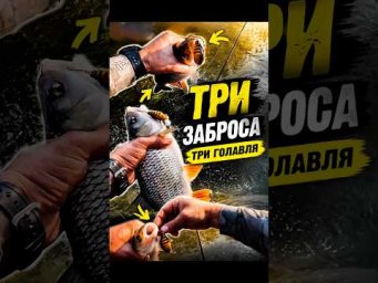 У кого-то &laquo;КАМЫШ&raquo;, &laquo;ЯЗЬ&raquo;, а вот у Бориса &laquo;ШМЕЛЬ!&raquo; и отличный голавль!