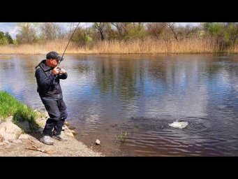 Зі спінінгом на ДИКУ РІЧКУ. Вся риба ПІД НОГАМИ