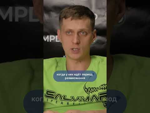 Угрозы от бобров на подводной охоте #подводнаяохота #рыбалка #техникабезопасности #подвох #рыба Угрозы от бобров на подводной охоте #подводнаяохота #рыбалка #техникабезопасности #подвох #рыба