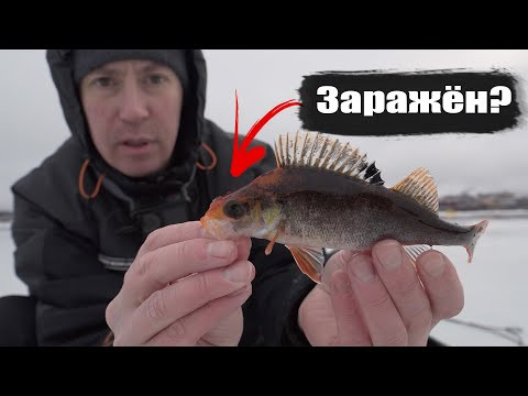 А можно ли есть этого окуня? Рыбалка у целлюлозного завода. Последствия для рыбы. Закрытие сезона. А можно ли есть этого окуня? Рыбалка у целлюлозного завода. Последствия для рыбы. Закрытие сезона.