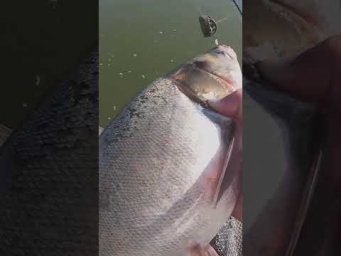 На ФЛЭТ #fishing #assistancetv#рыбалка #толстолоб  #карп #весенняярыбалка #рыбалкаудалась #фидер