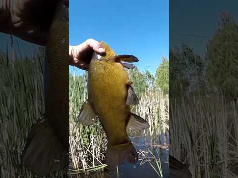 ЛИНОЗАВР на КИВОК #shorts #рибалка #лин