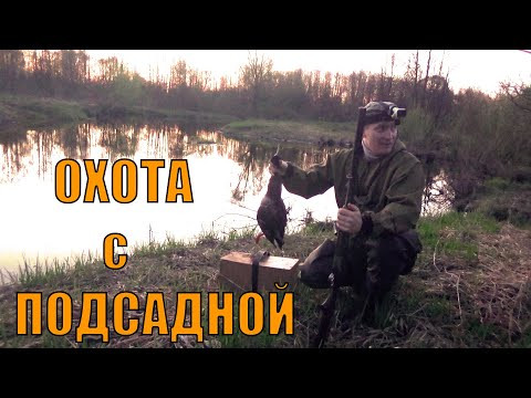 ОТКРЫТИЕ ОХОТЫ 2024 С ПОДСАДНОЙ УТКОЙ НА СЕЛЕЗНЯ