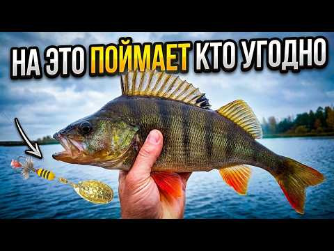 ПОЙМАЕТ ЛЮБОЙ. ЛУЧШИЕ ПРИМАНКИ НА ЛЕТО
