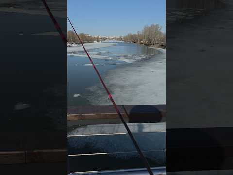 Началось #рыбалка #спиннинг #fishing