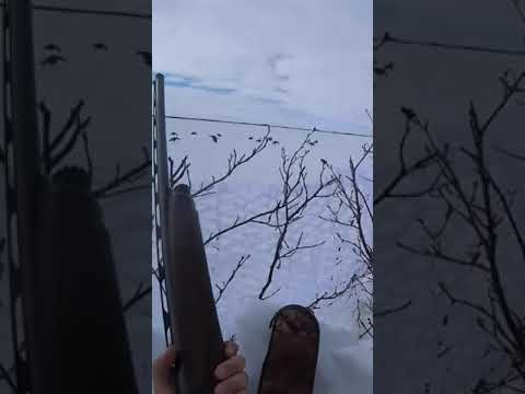 Охота на гуся. Отличный налет и много трофеев. #охотанагуся #goosehunting #охота Охота на гуся. Отличный налет и много трофеев. #охотанагуся #goosehunting #охота