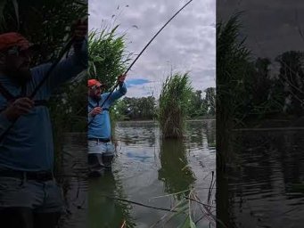 Опариш пінотісто опариш і карась ваш