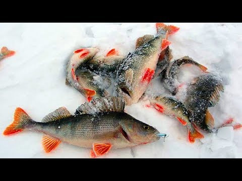 Глухозимье! Ловля Окуня на Пикуль! Рыбалка на озере "Большие Чертаны"! Глухозимье! Ловля Окуня на Пикуль! Рыбалка на озере "Большие Чертаны"!