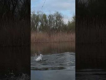 Рыбалка на карася на боковой кивок #рыбалка #удочка #карась #боковойкивок