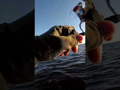 Крутий ПОРОЛОН на СУДАКА #shorts #судак #рибалка