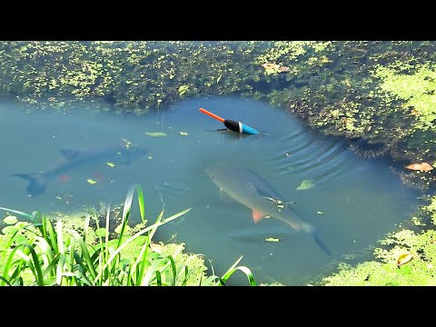 Видно как берёт крючок! РЫБАЛКА на ГОЛАВЛЯ с ПОПЛАВКОМ. Подводная съёмка поклёвок Видно как берёт крючок! РЫБАЛКА на ГОЛАВЛЯ с ПОПЛАВКОМ. Подводная съёмка поклёвок