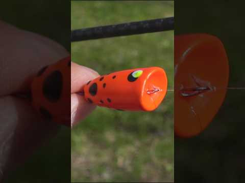 А ТЫ УСПЕЛ? #fishing #assistancetv#рыбалка #поплапопер   #голавль #весенняярыбалка #рыбалкаудалась