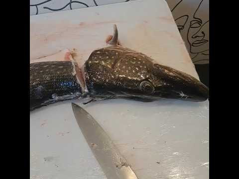 РЫБАЛКА ШОК! ЩУКА МЕРТВА А МЯСО ЖИВОЕ! #рыбалка #fishing #щука #shorts #shortsvideo РЫБАЛКА ШОК! ЩУКА МЕРТВА А МЯСО ЖИВОЕ! #рыбалка #fishing #щука #shorts #shortsvideo