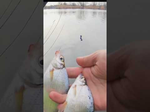 ДЕРЖИ леща от густеры #рыбалка#fishing # #assistancetv #поплавок #ловлякарася #ловлянапоплавок ДЕРЖИ леща от густеры #рыбалка#fishing # #assistancetv #поплавок #ловлякарася #ловлянапоплавок