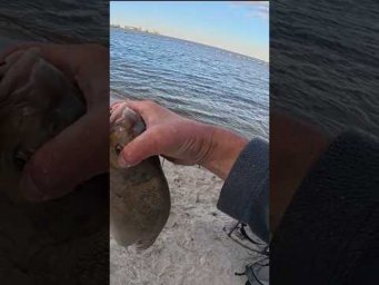 Лящара клюнув #рибалка #fishing #shorts
