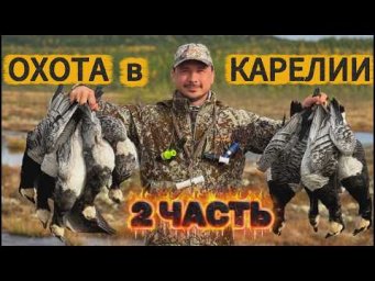 ОХОТА НА КАЗАРКУ И ГУСЯ 2026. ЧАСТЬ 2  КАРЕЛИЯ
